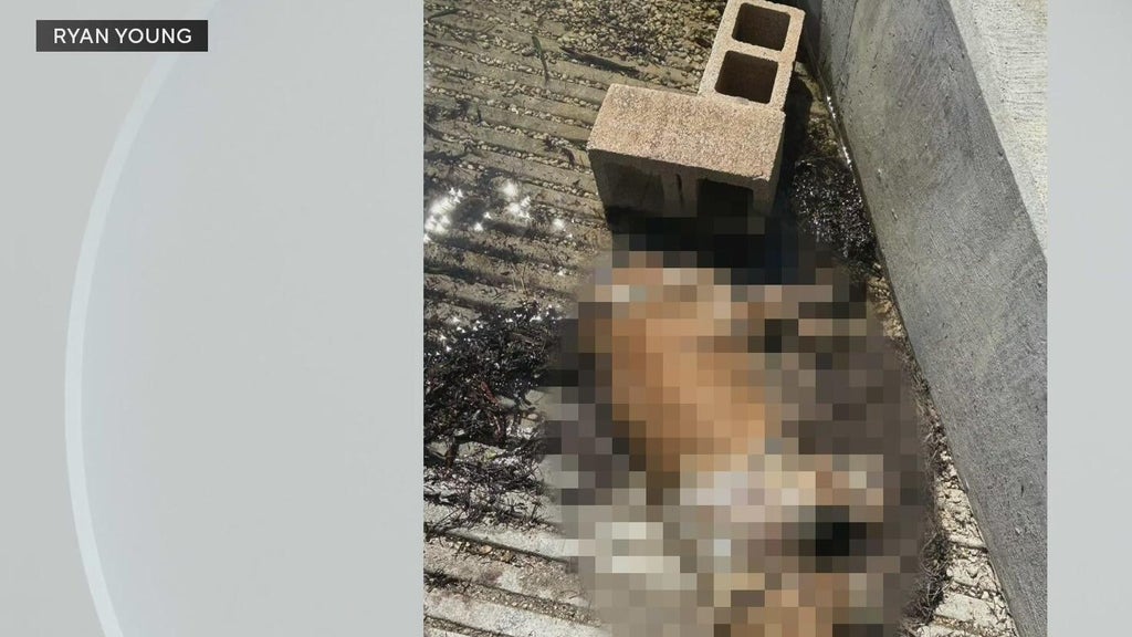 Miami police investigate after dog found dead underwater, tied to cinder blocks off Coconut Grove — CBS Miami, Winter Park Government news