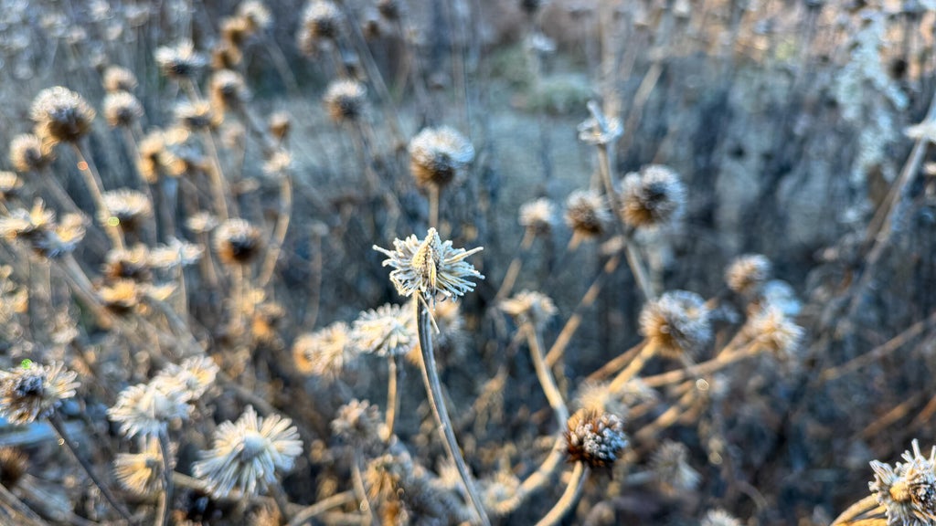 Breezy winds bring cool air to Minnesota, with first frost possible in the metro Friday night — WCCO / CBS Minnesota, Winter Park Sports news