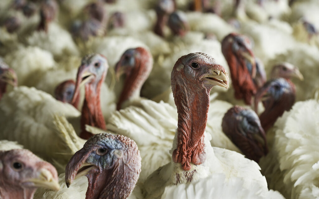 Bird flu detected in Iowa commercial flock for first time in nearly a year — Winter Park Health news