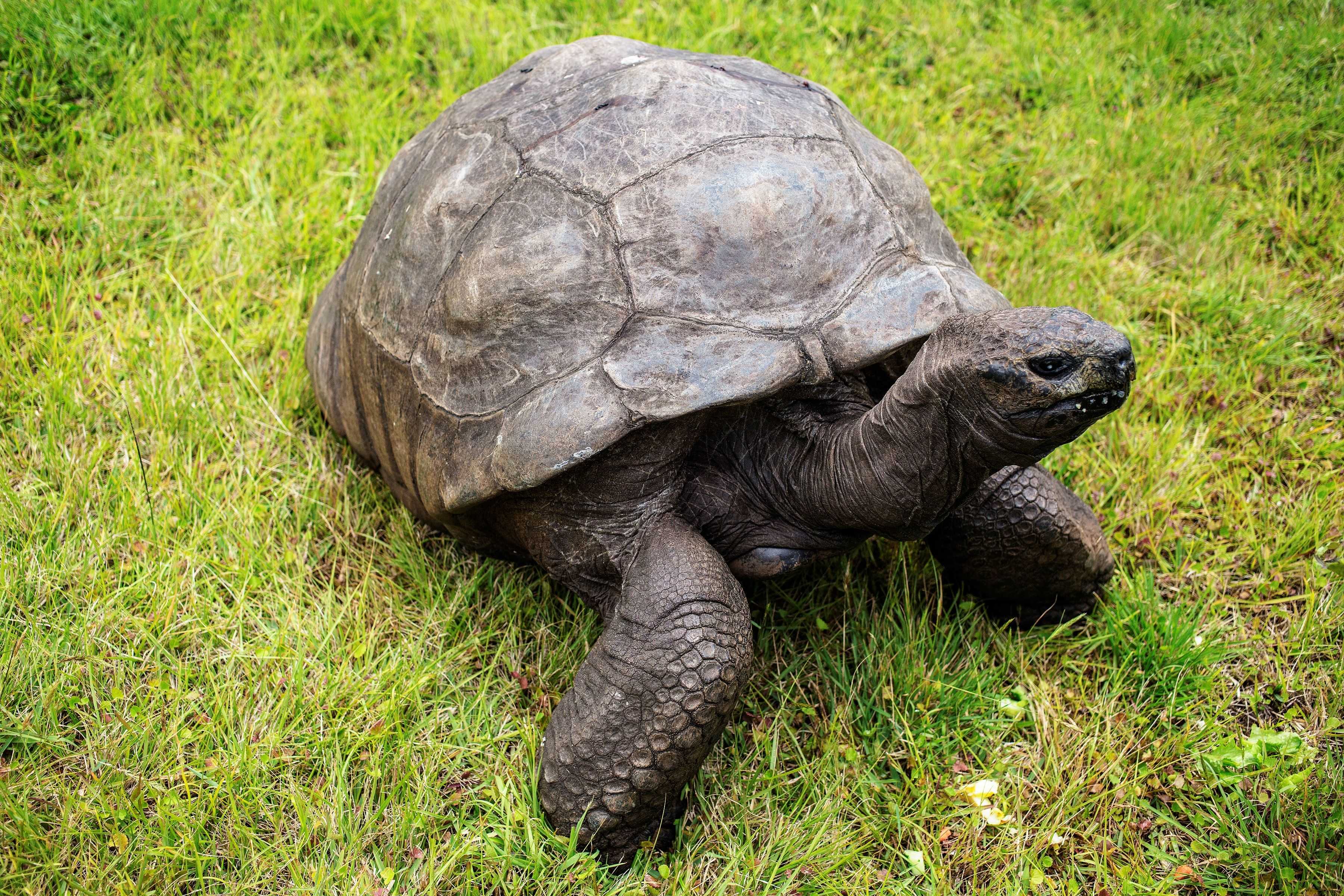 An 194-year-old tortoise named Jonathan is an anti-aging marvel and we finally know his secret — WESH 2 Orlando, Winter Park Community news