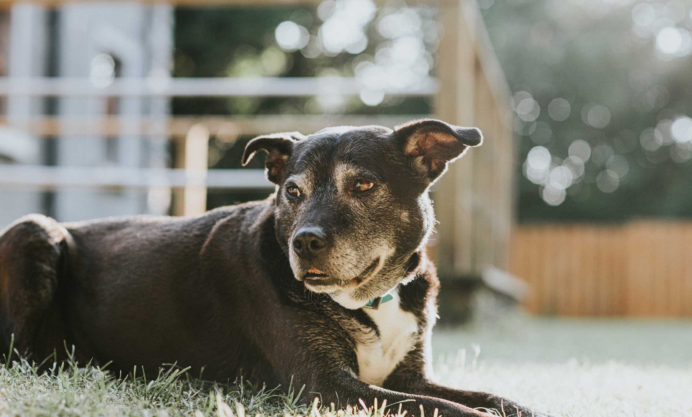 Vets say owners often miss this sign of dog dementia — WESH 2 Orlando, Winter Park Community news