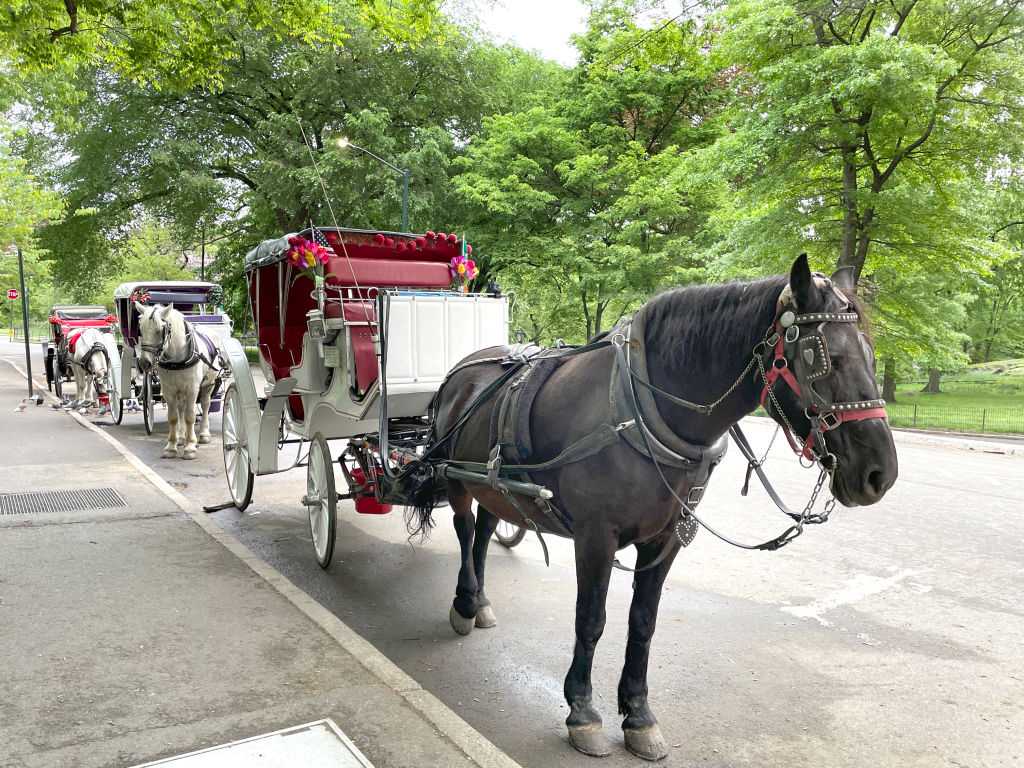 A teenager has died after being thrown from horse-drawn carriage in NYC's Central Park — WESH 2 Orlando
