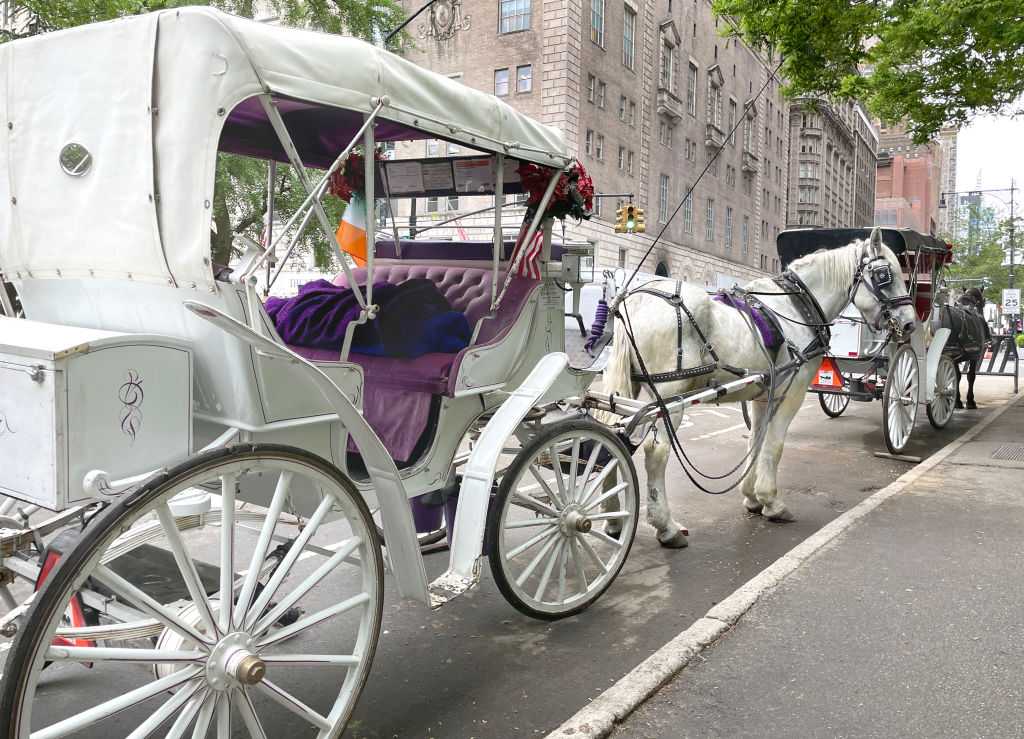 Mayor Mamdani, other leaders push to ban NYC horse-drawn carriage rides after teen's death — WESH 2 Orlando