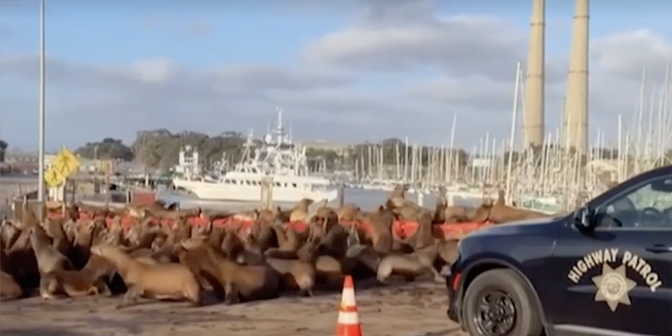 Sea lion swarm: Hundreds of sea lions take over California roadway — WESH 2 Orlando, Winter Park Community news