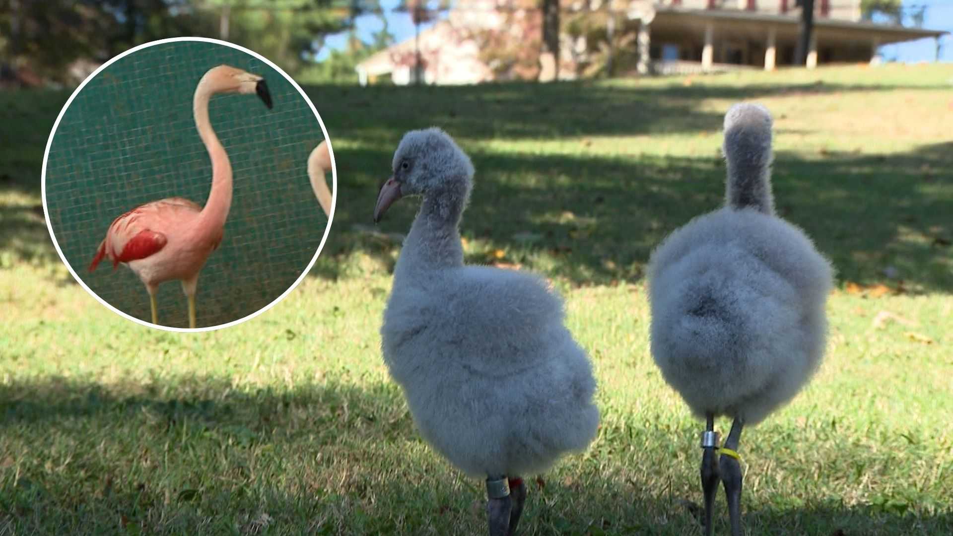 A zoo's flamingo produces chicks at record-setting 60 years old — WESH 2 Orlando, Winter Park Community news