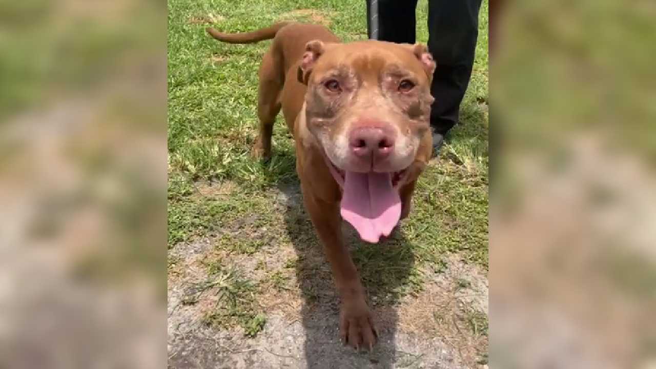 Dog recovering after being shot in the head in Brevard County — WESH 2 Orlando