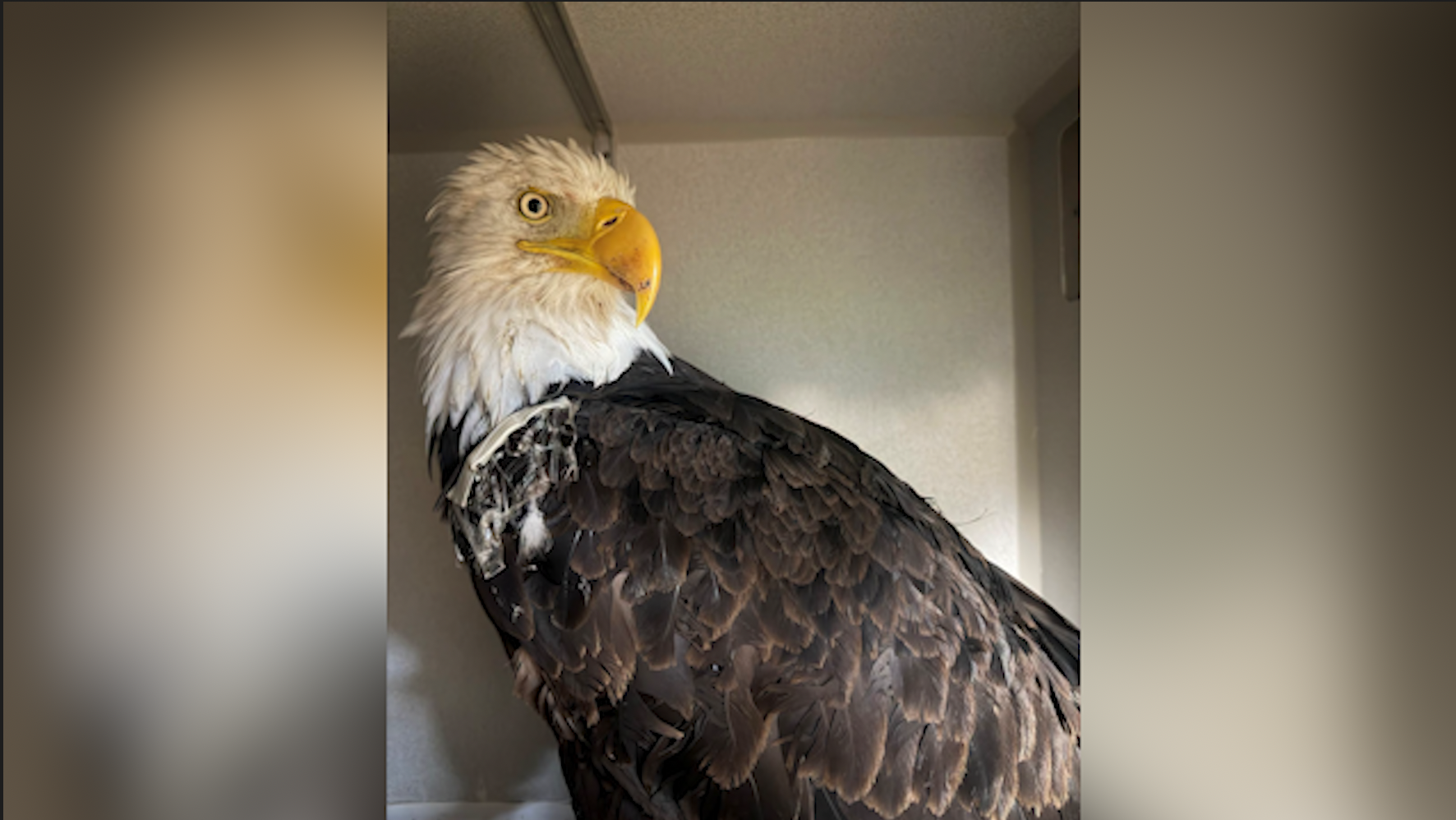 New report: Cause of death of famed bald eagle, Jackie, revealed — WESH 2 Orlando