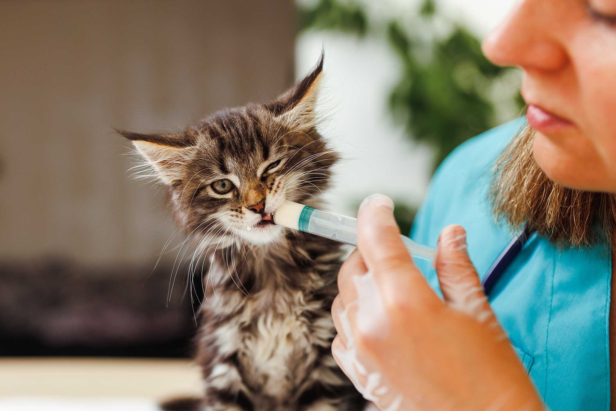 Nationwide recall hits certain pet meds over potency concerns — WESH 2 Orlando