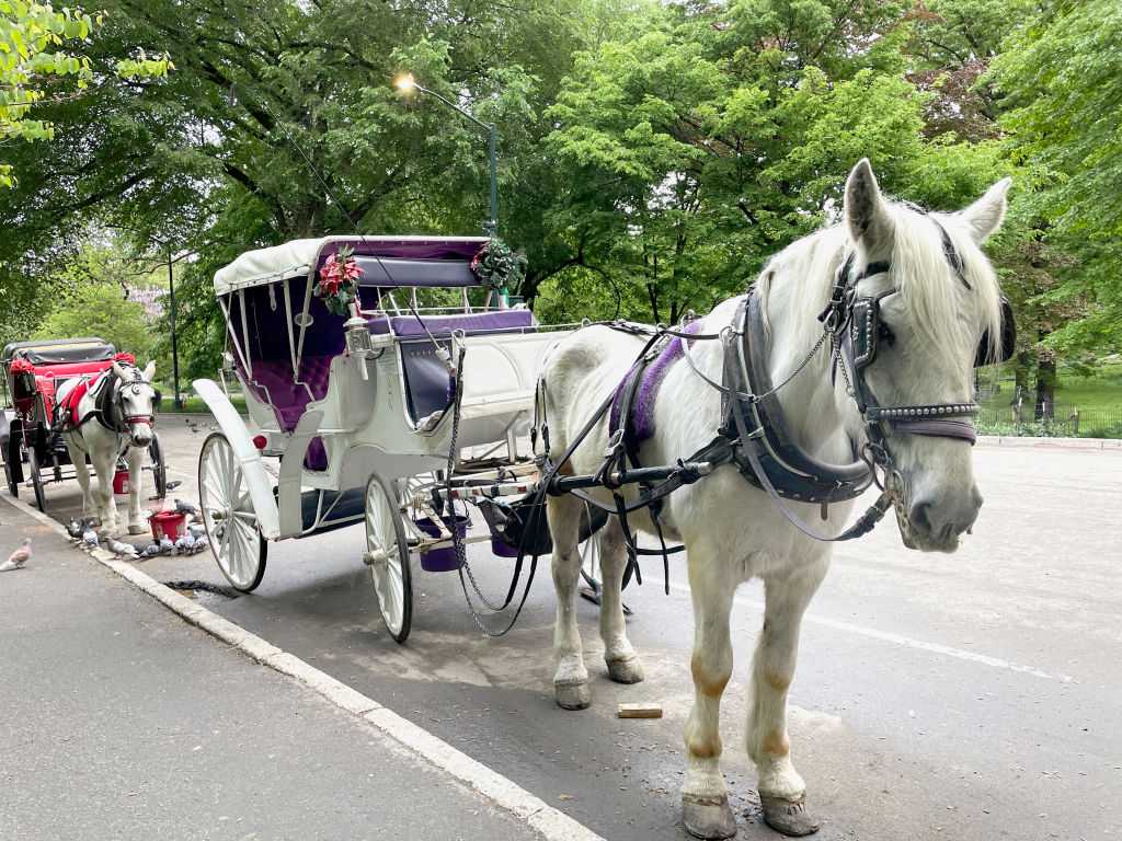 New York City's iconic horse-drawn carriages expected to take their last trot — WESH 2 Orlando, Winter Park Government news