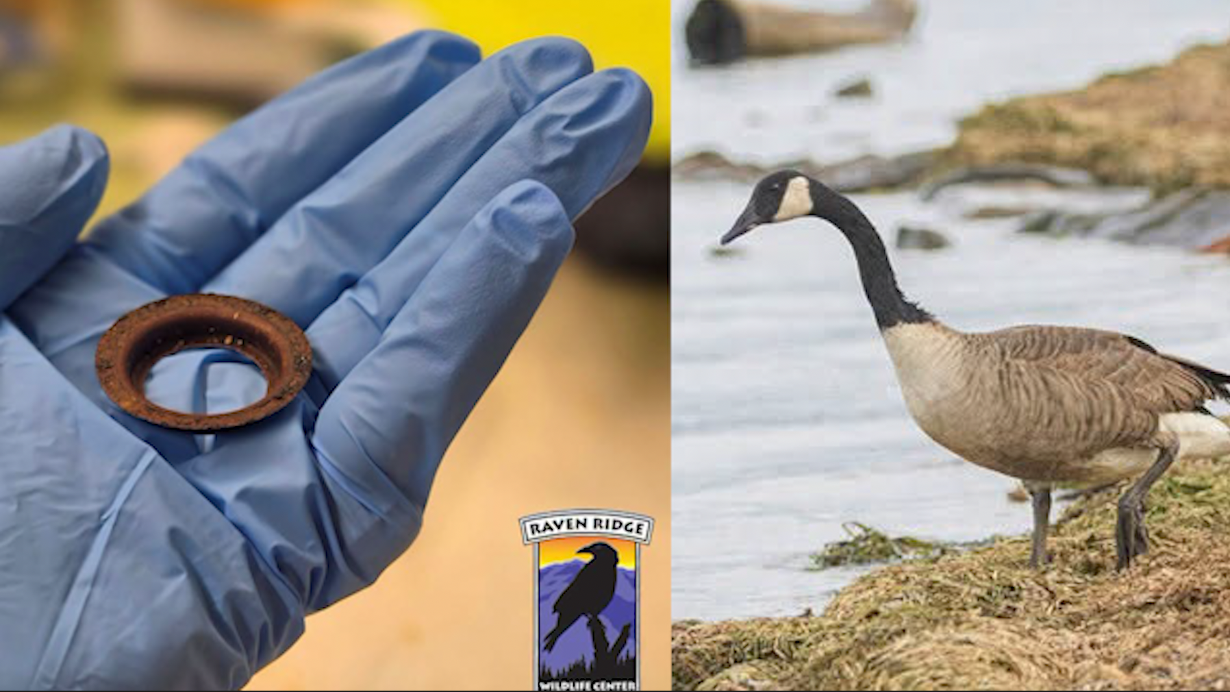Canada goose saved after rusty metal ring found lodged in mouth — Winter Park Community news