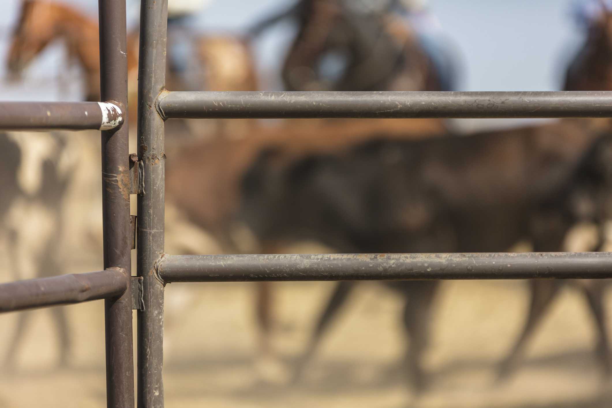 35-year-old bull rider identified after fatal accident at a rodeo in Ohio — WESH 2 Orlando, Winter Park Community news