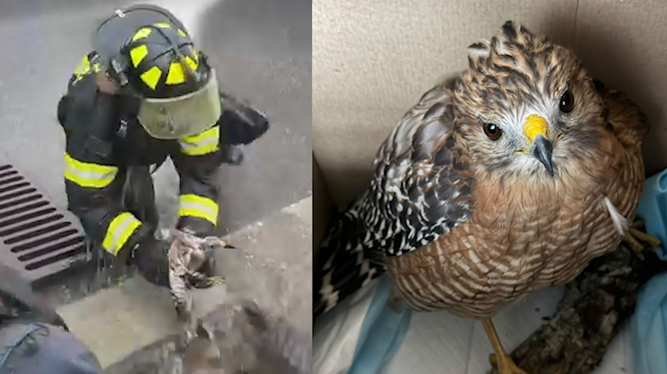 VIDEO: Hawk rescued after being pulled from storm drain during dangerous weather conditions — WESH 2 Orlando
