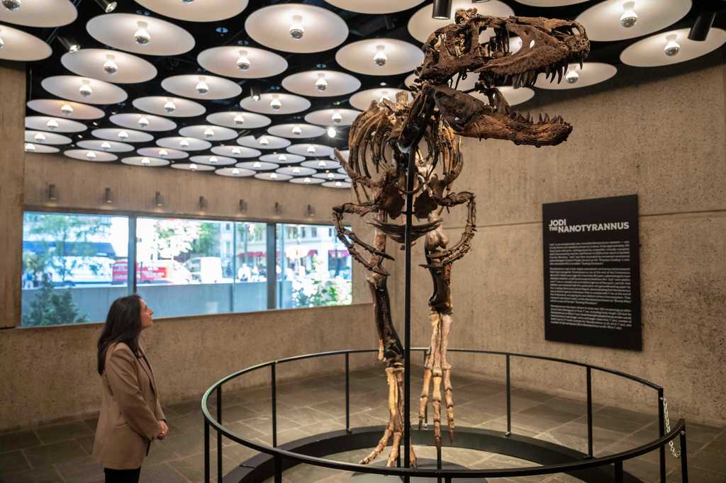 A dinosaur fossil that looks like a mini T. rex just sold to a mystery buyer for a giant $47 million — WESH 2 Orlando