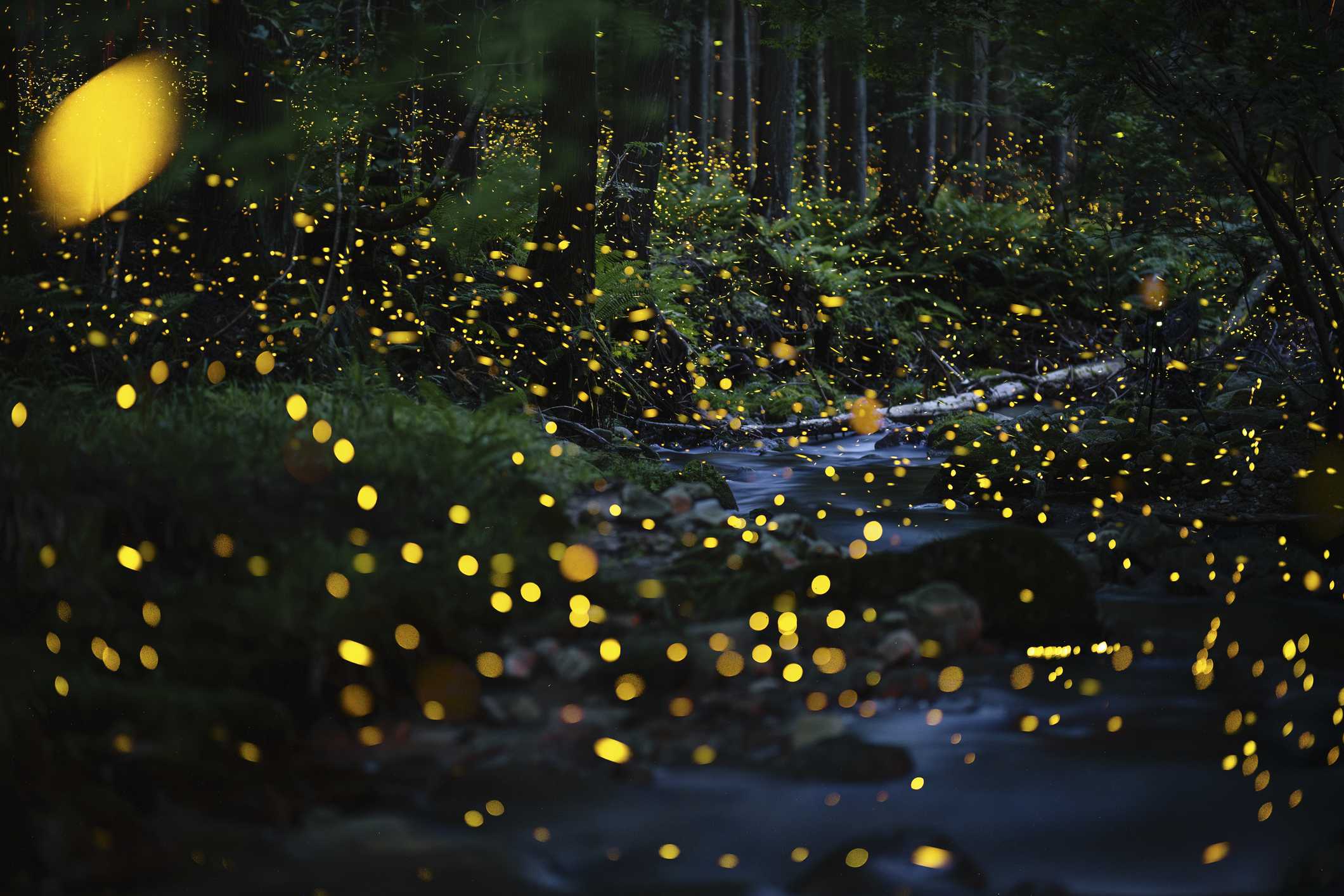 Want more fireflies next summer? Do fewer chores this fall — WESH 2 Orlando, Winter Park Community news