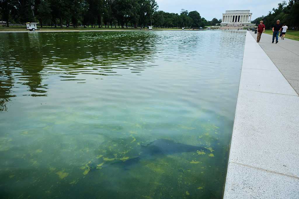 Blue material peeling off bottom of Reflecting Pool, days after completion of costly renovation — WESH 2 Orlando