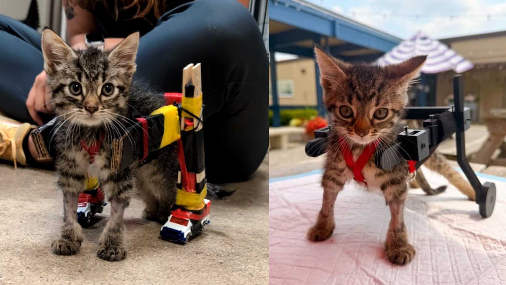 Viral foster kitten with custom-made wheelchair gets adopted — WESH 2 Orlando, Winter Park Community news