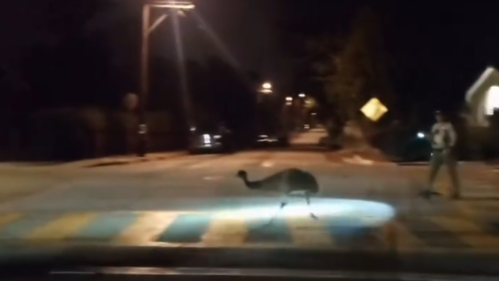 VIDEO: Emu caught on video evading deputies after running away from owner — WESH 2 Orlando