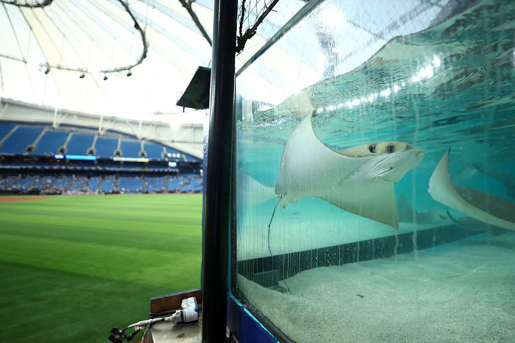 Did you know there are live stingrays in Tampa Bay's stadium? — WESH 2 Orlando