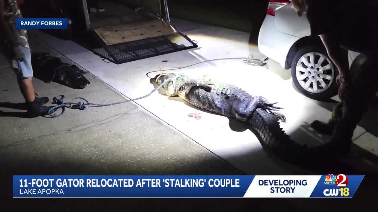 11-foot gator removed from Lake Apopka property after 'stalking' couple — WESH 2 Orlando, Winter Park Real Estate news