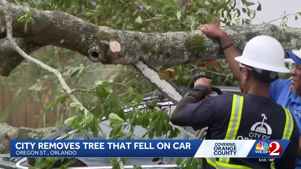 Orlando neighbors say rotting tree remains a concern after branch removed from car — WESH 2 Orlando, Winter Park Community news