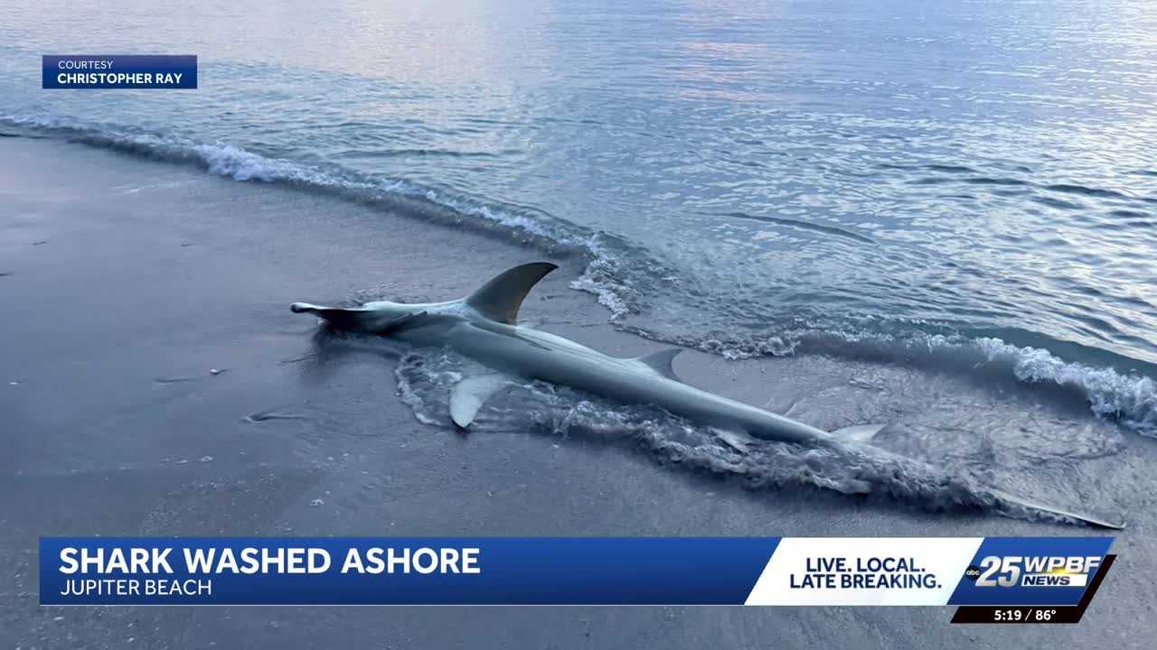 Rare hammerhead sightings surprise beachgoers in Florida — WESH 2 Orlando, Winter Park Community news