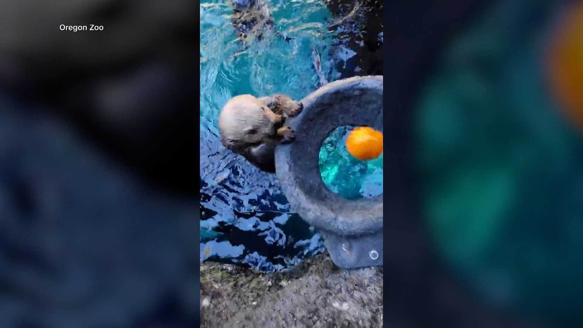 'GOURD TIMES': Watch as sea otters go 'Pumpkin Dunkin' in a zoo's adorable Halloween tradition — Winter Park Community news