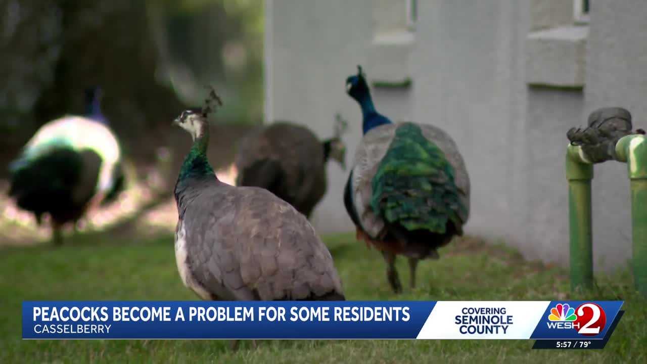 Peacocks vs. property owners: Casselberry rethinks peacock protections amid property damage complaints — WESH 2 Orlando, Winter Park Real Estate news