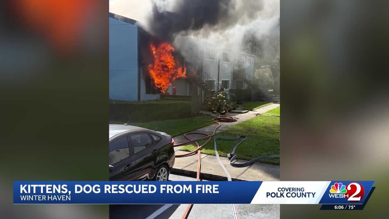 Dogs, kittens rescued from Winter Haven apartment fire — WESH 2 Orlando, Winter Park Community news