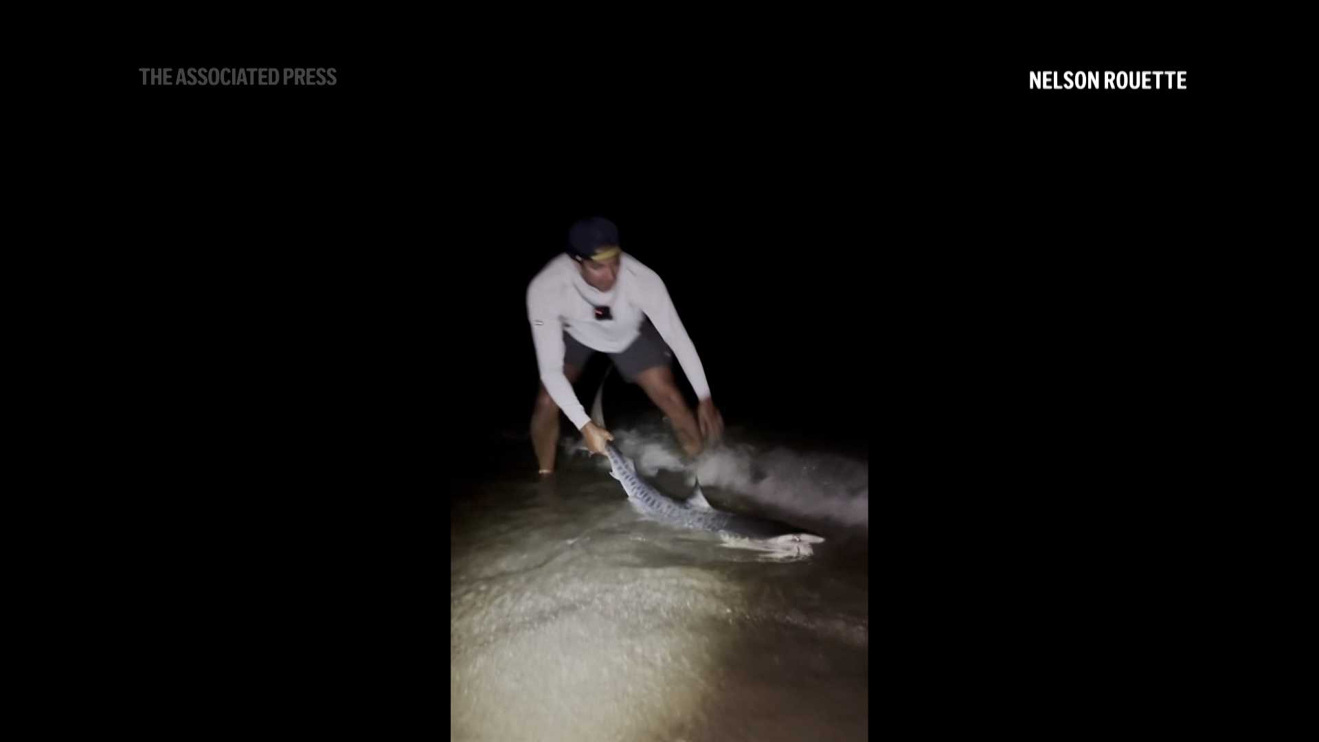 VIDEO: Tropical tiger shark caught by brothers could be sign of warming Atlantic waters — WESH 2 Orlando, Winter Park Community news