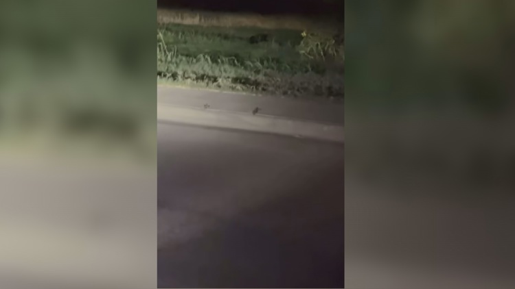 Viral video of 'black panther' in Midland sparks debate despite expert skepticism — NewsWest 9 (Permian Basin), Winter Park Schools news