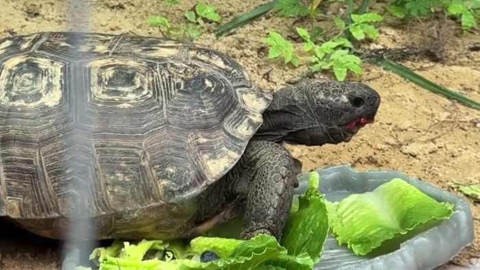 Nearly 7,000 gopher tortoises moved in 5 years across Lake, Orange counties. Where did they go? — ClickOrlando Local, Winter Park Real Estate news